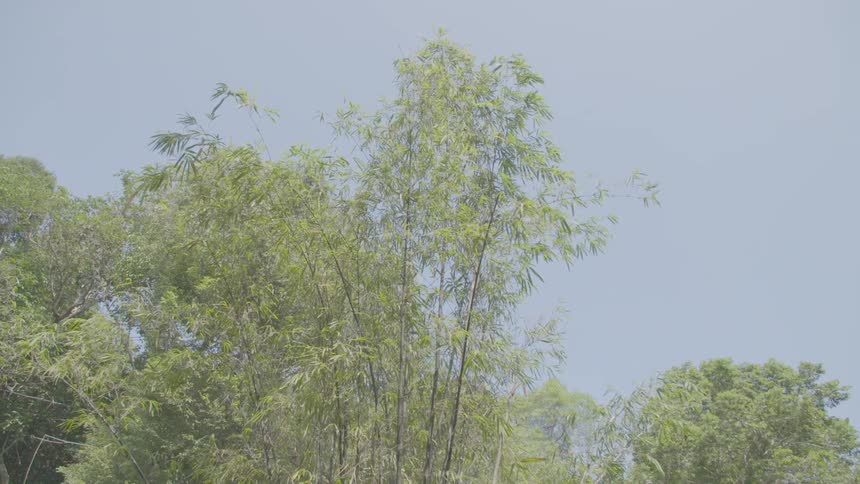 Trees are displayed in a forest area