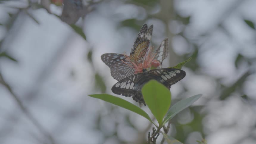 Butterflies flap their wings as they sit on the leaves