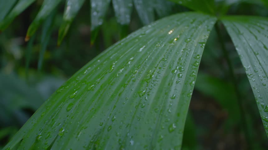 Water droplets covering a tropical green leaf outdoors