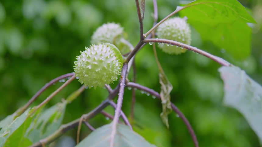 Three durian fruit grow on thin tree branches