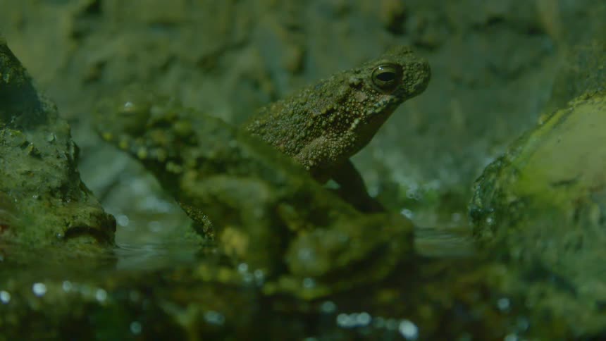 Two green toads sitting in a stream