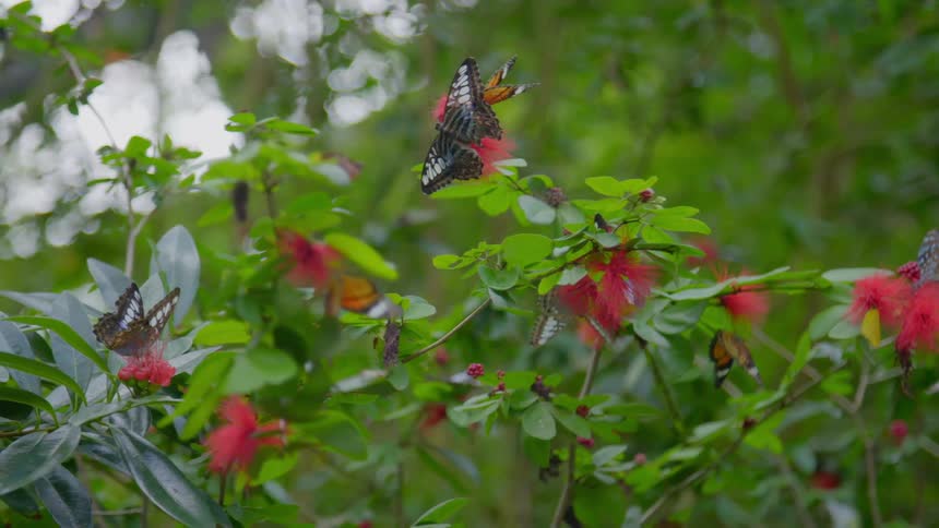 Butterflies on a plant in a forest