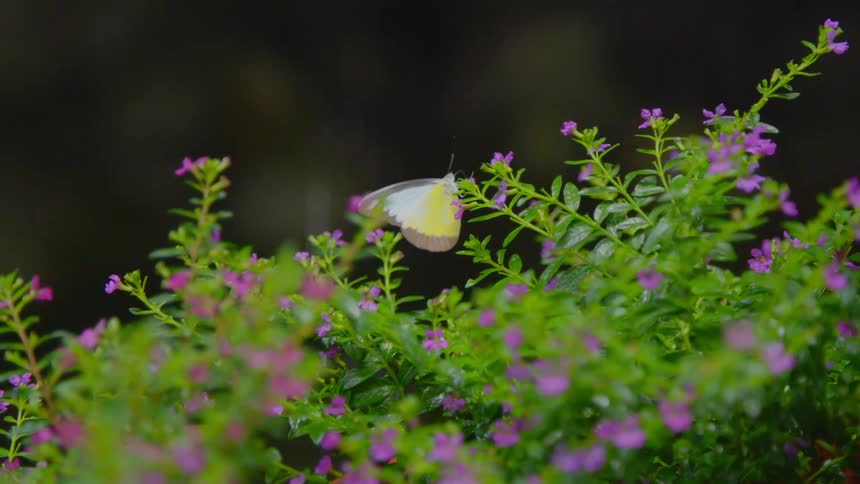 A yellow butterfly fluttering its wings on a plant in the rain