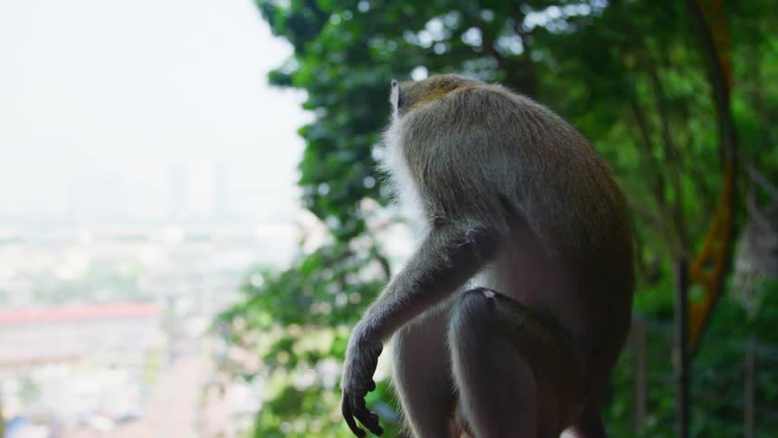 A monkey is sitting by a tree in spring