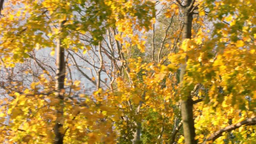Driving past golden leafed trees