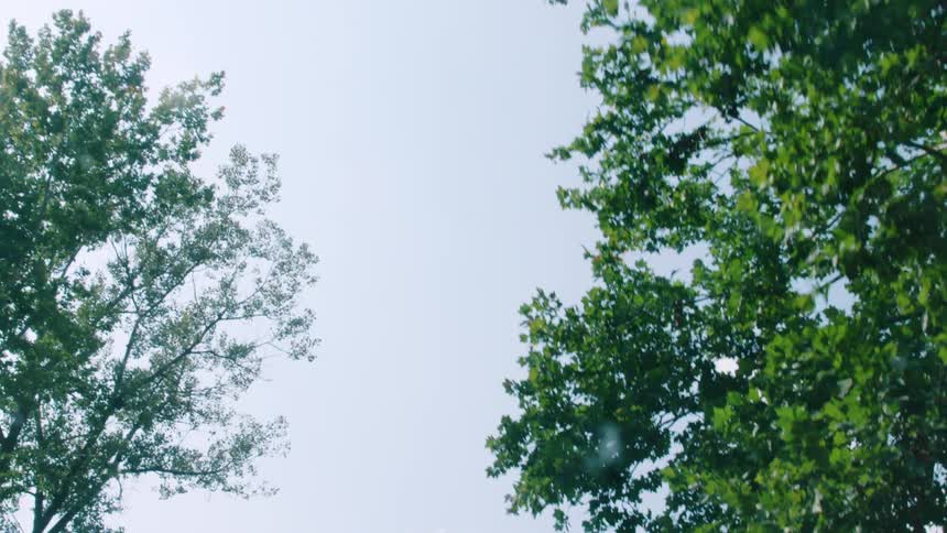 Telephone lines, trees and branches against a blue sky