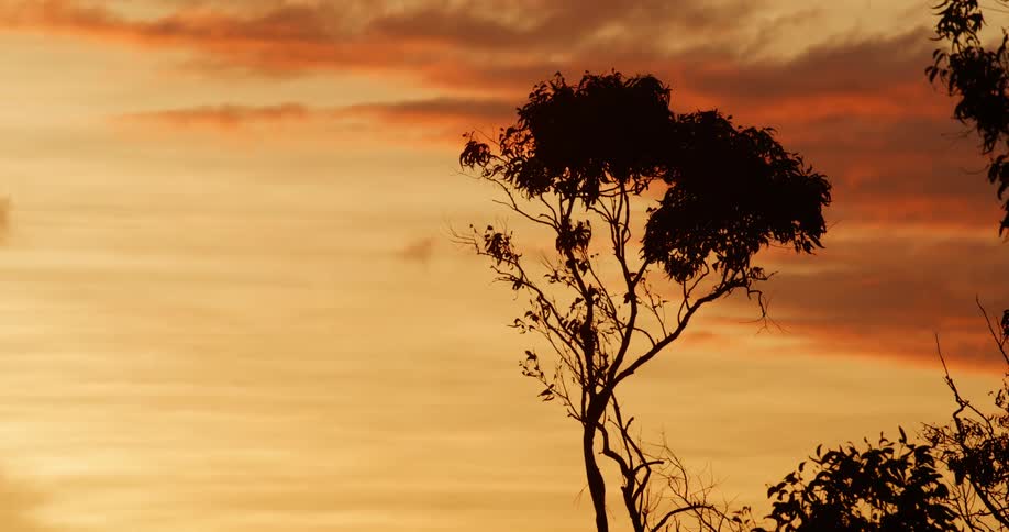 Trees in front of a red sky