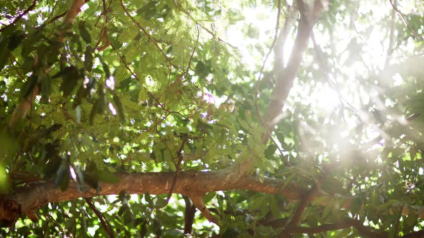The sun shines through the tree branches