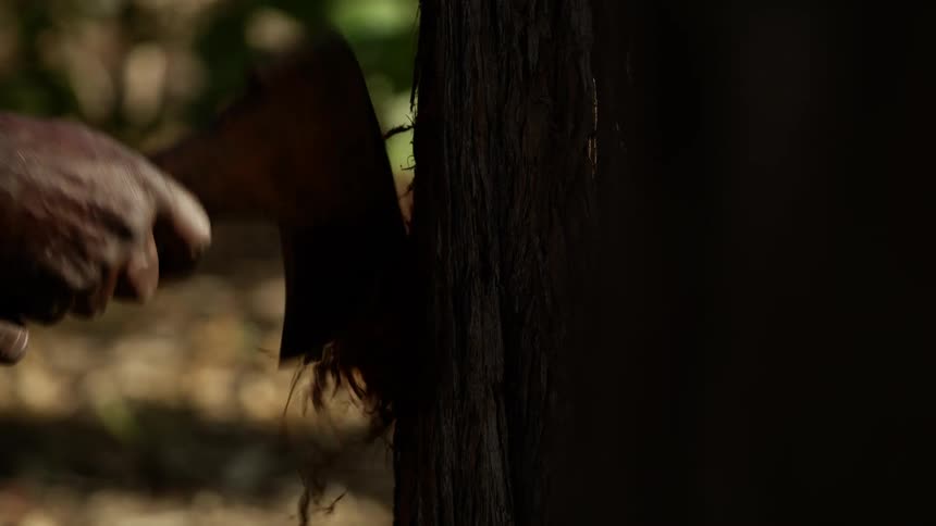 A person using and ax to chop a tree