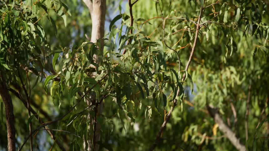 Trees sway in the wind gently