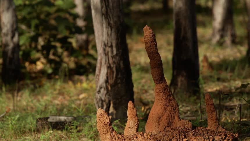 Termite mound or anthill built in forest area