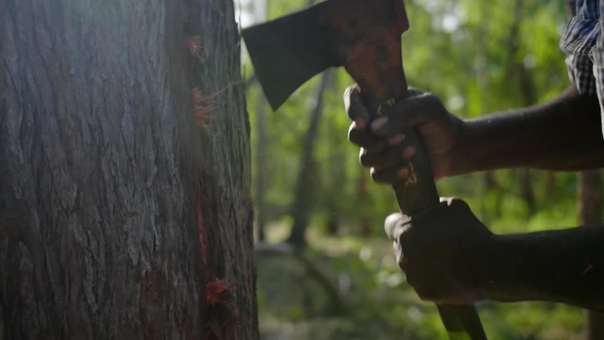 A man chopping wood on a tree