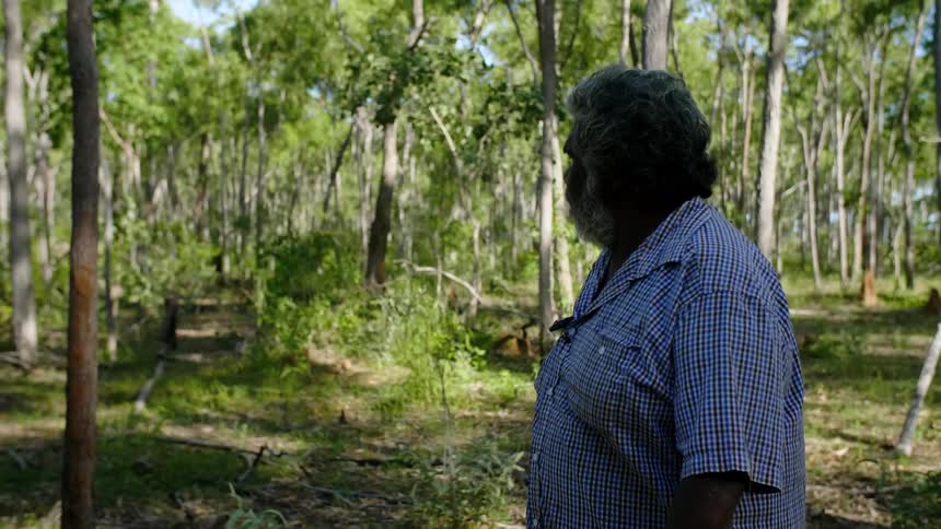 An elderly man leisurely walks through a woodland on a sunny day