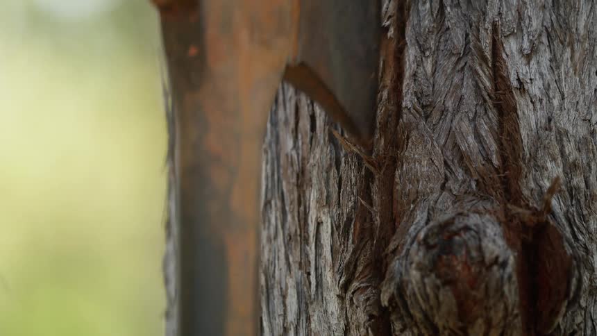 An axe chopping in to a tree