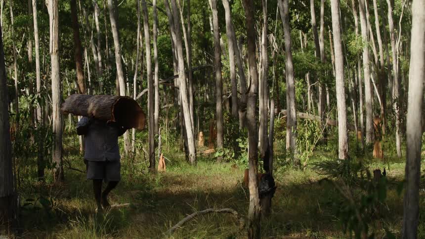 A man is carrying a log in a forest