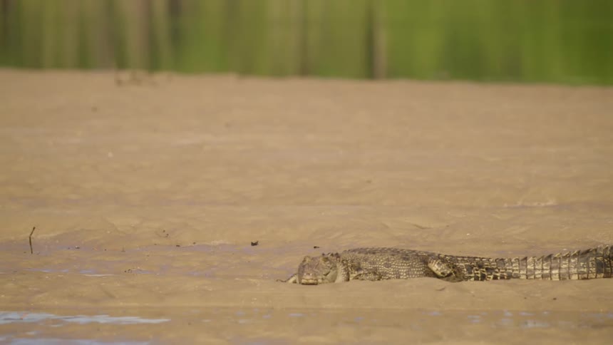 A crocodile lays next to water