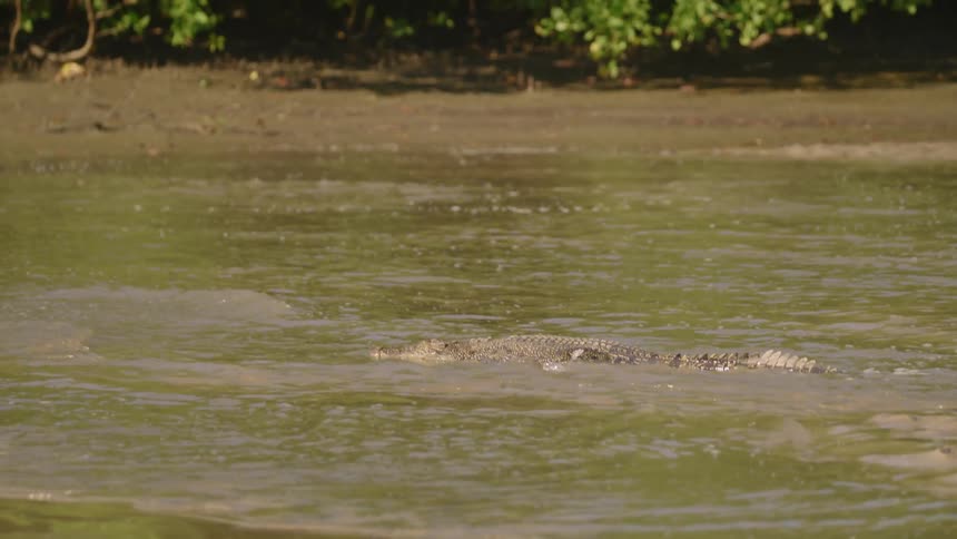 A crocodile swimming in swamp