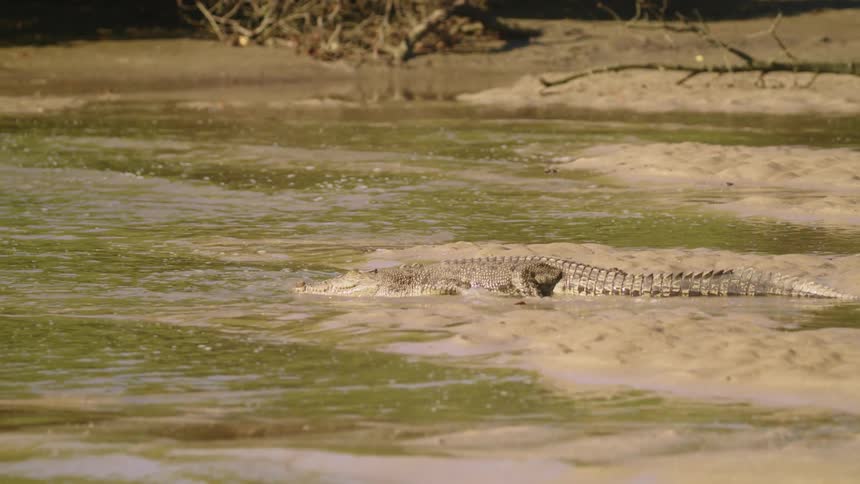 A crocodile moves through green murky water in a river