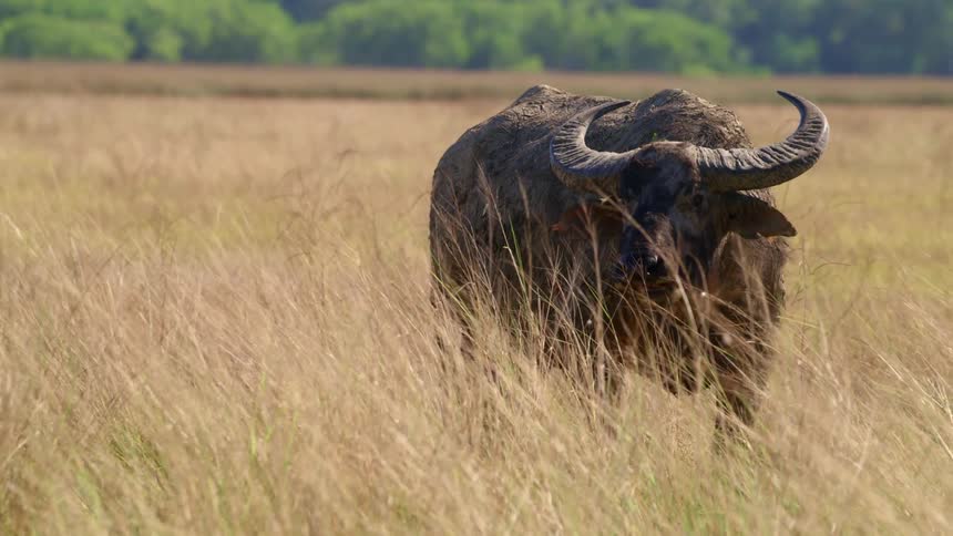 Wild australian water buffalo standing in tall grass