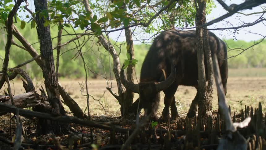 A buffalo is walking into the trees