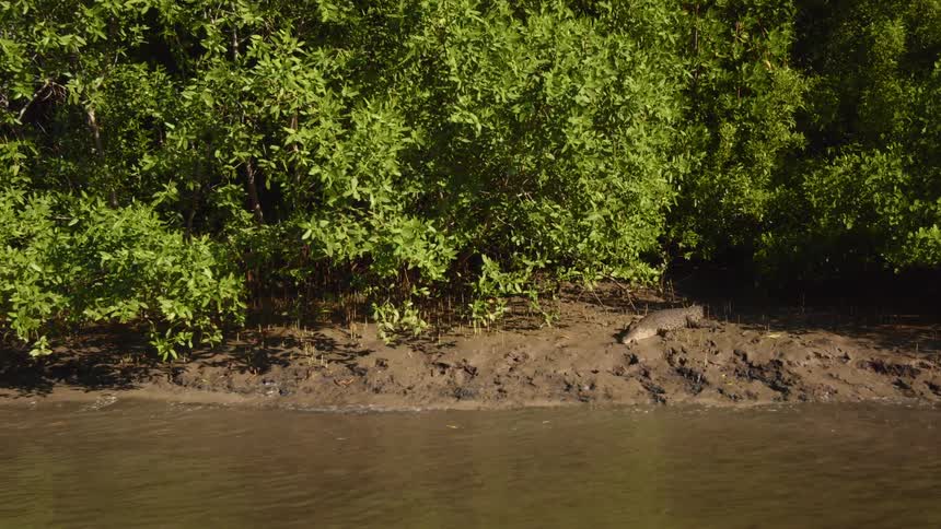 A crocodile lying on a muddy river bank