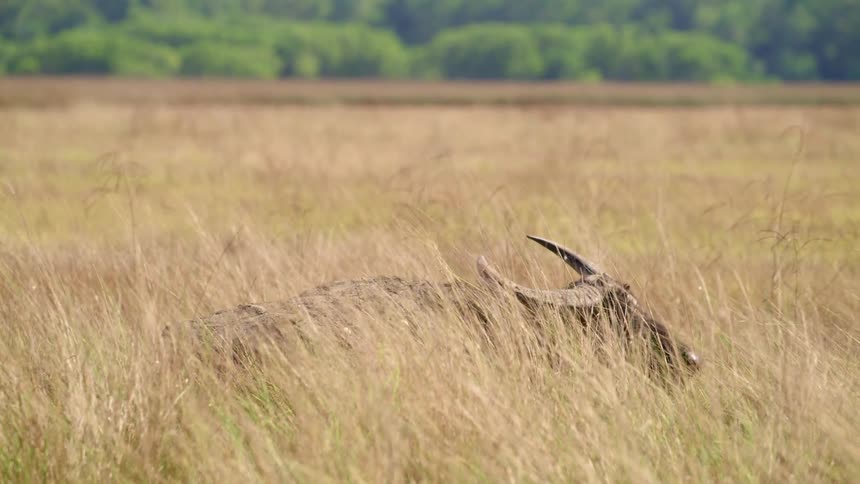 A buffalo lying down in a field