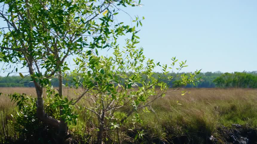 A buffalo standing in a grassy field with trees the sky and clouds in the background