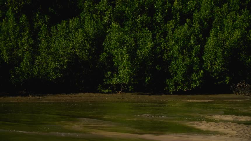 A crocodile swims through a swamp during the day
