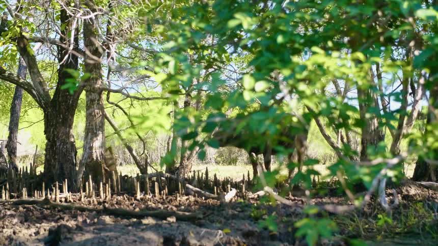 A buffalo stands among thin trees on the edge of a field during the day