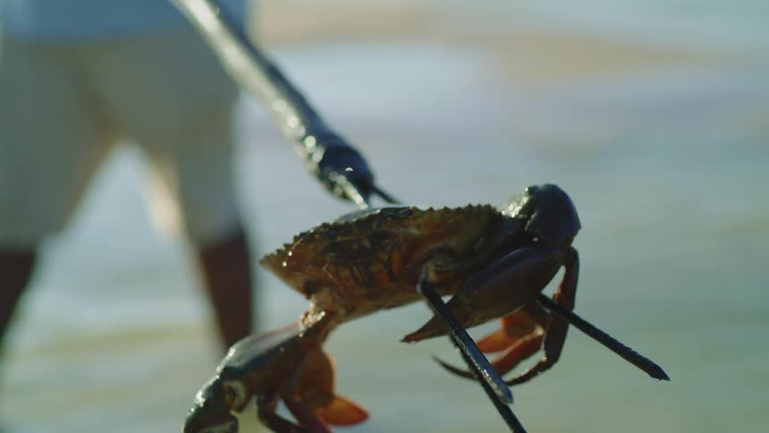 Freshly caught crab on spear
