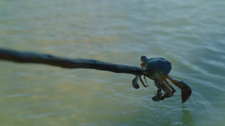 Sea life being lifted out of the water on a spear
