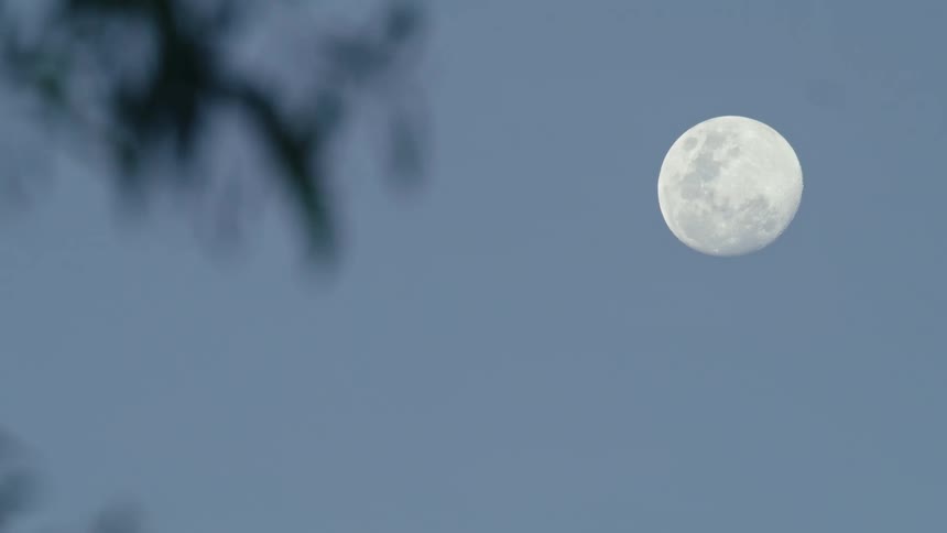 A full moon looms in the evening sky as the leaves of a tree gently sway in the wind