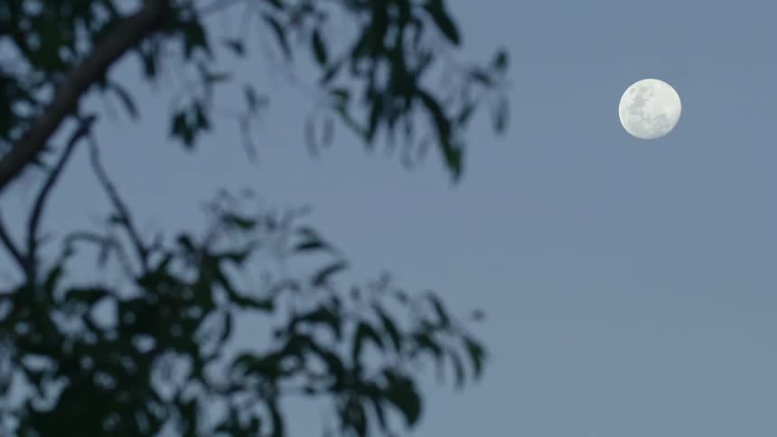 Nearly full moon in sky framed by tree branches