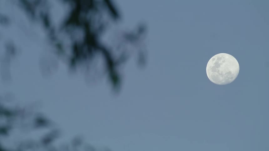 Tree branches and leaves in the wind under a full moon