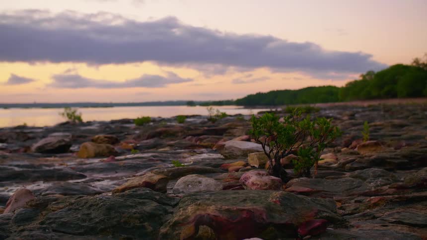Rocks and plants near the coast with a body of water the sky and clouds in the background