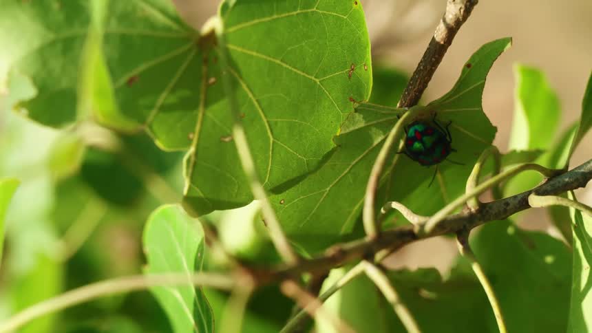 An insect on a plant leaf