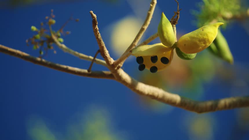 Bush plums on a tree