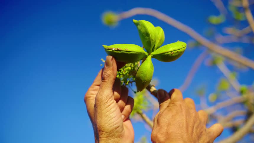 Person holds branch to touch bright green seed pods against azure blue sky