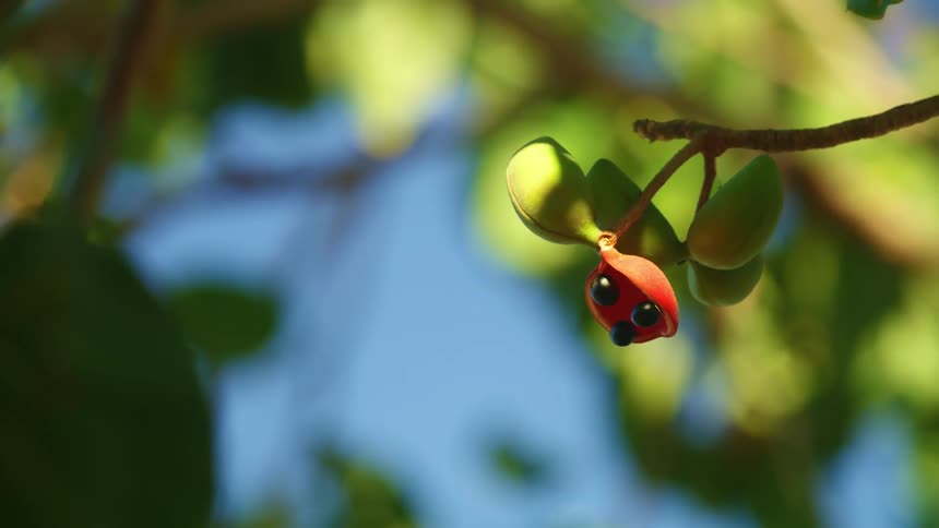 Bush plums growing on a tree