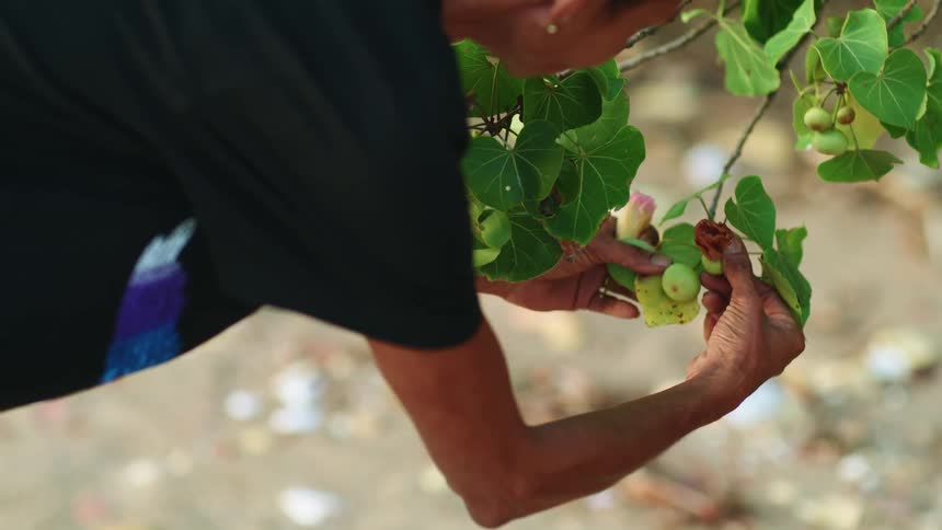 A woman examines bush plums on a tree branch