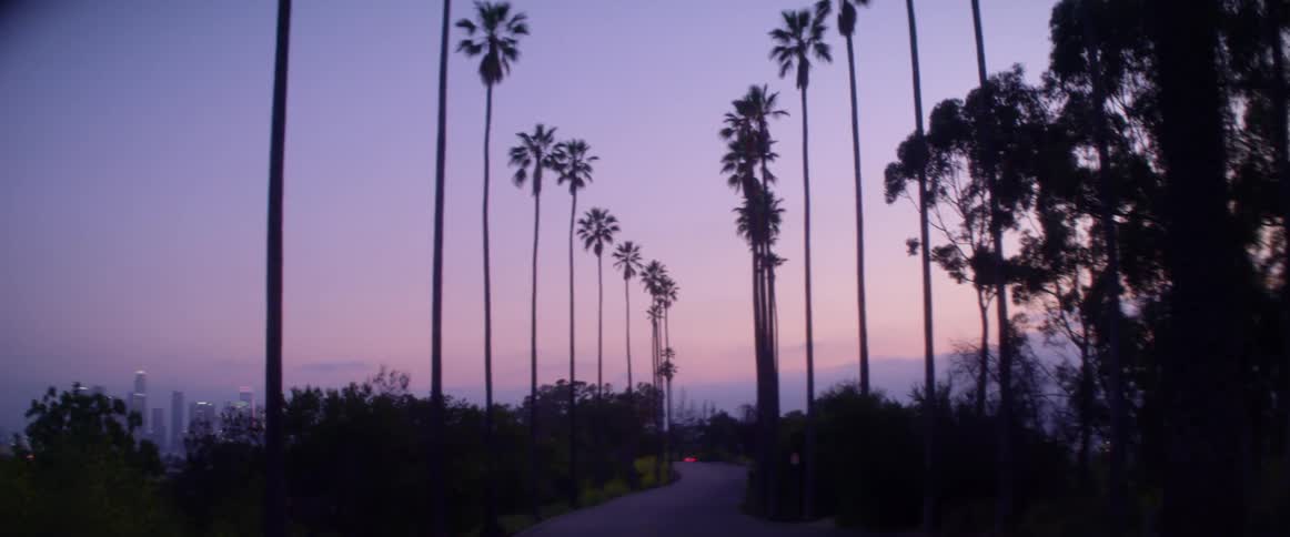 A path lined with palm trees in a city park with the skyline in the far distance