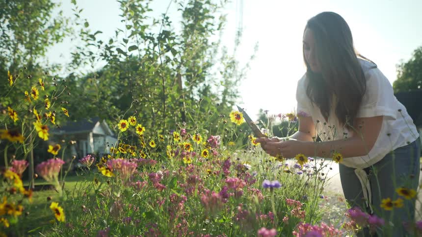 A woman uses a knife to cut sunflowers from her front lawn