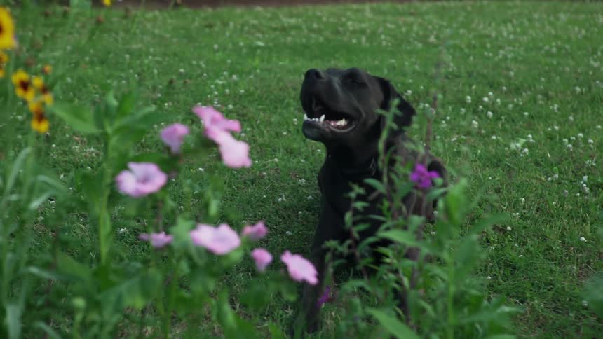 A dog is panting in the yard