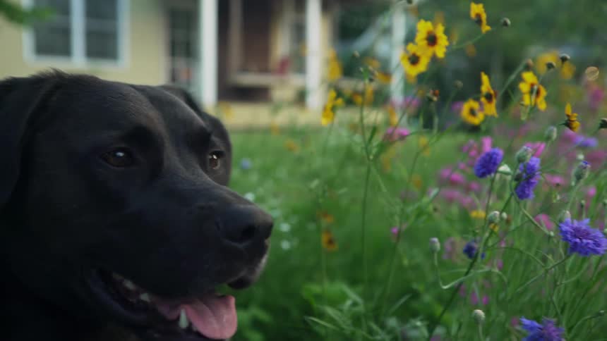 A dog in a yard by some flowers