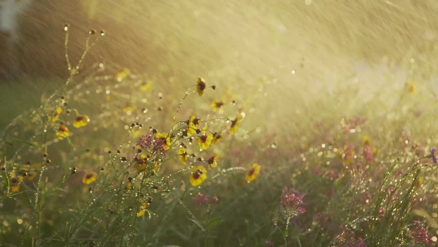 Grass plants and flowers being wet with water