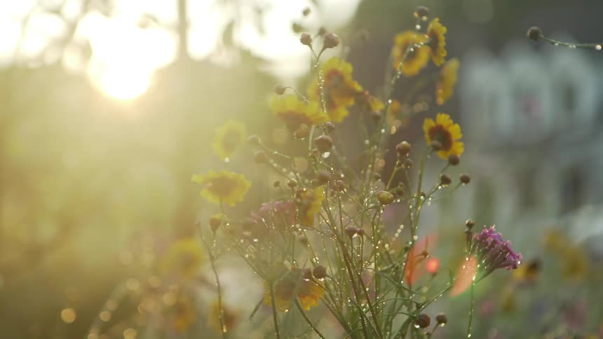 Sunlight shines over a hill onto flowers vibrating in the wind in a field