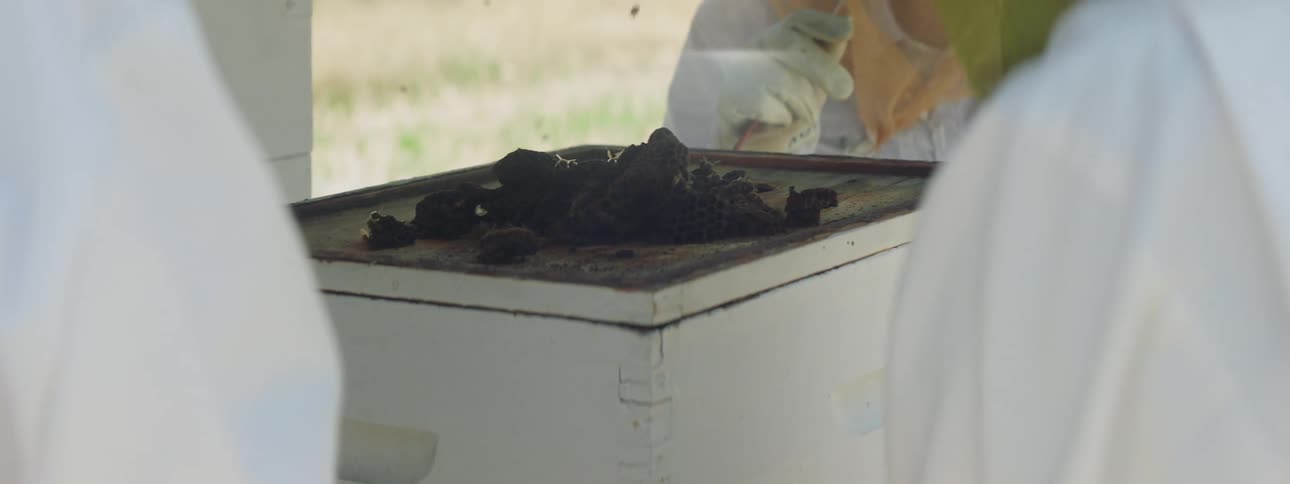 Three beekeepers watching bees