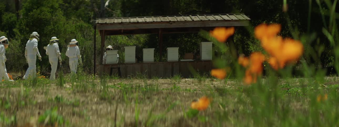 A bee keeper standing near a row of apiaries greets a group of fellow bee keepers as they approach