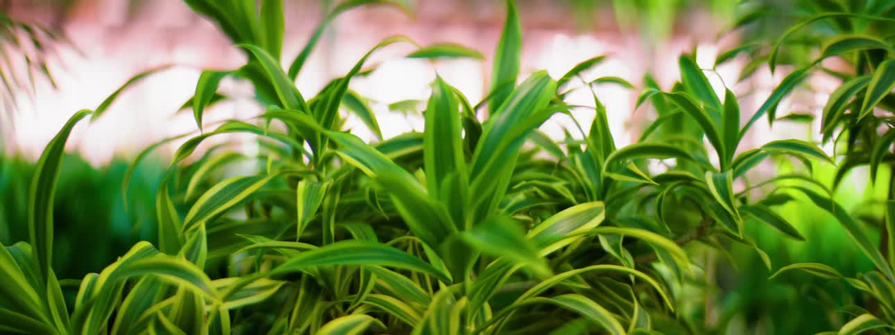 The greenhouse is full of plants