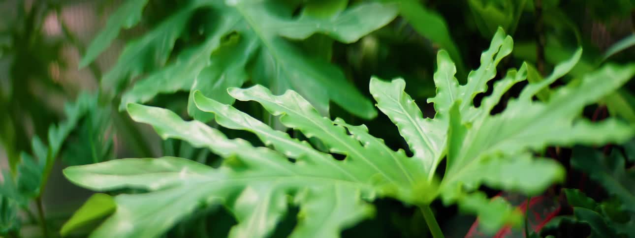 A green plant is getting sunlight